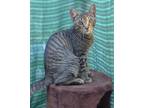 Adopt Tiger 3 a Gray, Blue or Silver Tabby Domestic Shorthair cat in New York