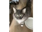 Adopt Hope a Gray or Blue (Mostly) Domestic Longhair / Mixed (long coat) cat in