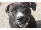 Adopt Victory a Black - with White American Pit Bull Terrier / Mixed dog in