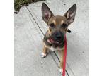 Adopt Iris a Shepherd (Unknown Type) / German Shepherd Dog dog in Brooklyn