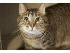Adopt Beans a Gray or Blue Domestic Shorthair / Domestic Shorthair / Mixed cat