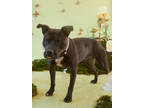 Adopt WILLIE a Brown/Chocolate American Pit Bull Terrier / Mixed dog in