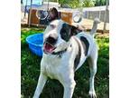 Adopt Silver a White Mixed Breed (Large) / Mixed dog in Medford, OR (38134718)