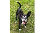 Adopt Frosty a Black Rat Terrier / Mixed dog in Malvern, PA (38290333)