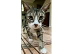 Adopt Tom a Gray or Blue Domestic Shorthair / Domestic Shorthair / Mixed cat in