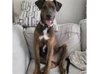 Adopt Stitch a Brindle Plott Hound / Mixed dog in cypress, TX (38194552)