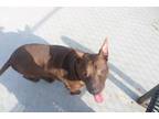 Adopt BRUNO/BOVEE 3 a Mixed Breed (Medium) / Mixed dog in Rome, GA (38304377)