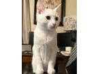 Adopt Olaf a White Domestic Shorthair (short coat) cat in San Dimas