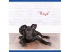 Adopt Raya a Black Pit Bull Terrier / Mixed dog in Montgomery, AL (38143293)