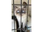 Adopt Prince William a Gray or Blue British Shorthair (short coat) cat in San