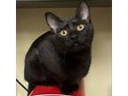 Adopt Toad a All Black Domestic Shorthair / Mixed cat in Morgan Hill