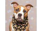 Adopt Nova a Red/Golden/Orange/Chestnut American Staffordshire Terrier / Mixed