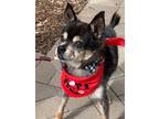 Adopt Yin a Black - with Tan, Yellow or Fawn Pomeranian / Mixed Breed (Medium)