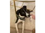 Adopt Duke a Rat Terrier