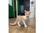 Adopt Finn a Domestic Shorthair / Mixed (short coat) cat in Kettering