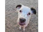 Adopt Frost a Pit Bull Terrier