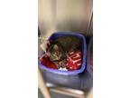 Adopt Ping Pong a Brown Tabby Domestic Shorthair (short coat) cat in Sheridan