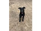 Adopt Mikey a Labrador Retriever / Great Dane dog in Framingham, MA (38107491)
