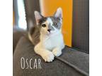 Adopt Oscar a White Domestic Shorthair / Mixed cat in Washington, PA (38296562)