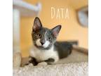 Adopt Data a White Domestic Shorthair / Mixed cat in Washington, PA (38296561)