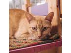 Adopt Ty Lee a Orange or Red Domestic Shorthair / Mixed cat in East Smithfield
