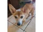 Adopt Mallory a Tan/Yellow/Fawn - with White Corgi / Mixed dog in Palm Harbor
