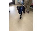 Adopt Bobby a Black Labrador Retriever / Mixed dog in Fort Worth, TX (38352766)