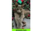 Adopt Rufus a Gray or Blue Domestic Shorthair / Domestic Shorthair / Mixed cat