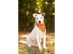Adopt Sputnik a Mixed Breed (Medium) / Mixed dog in Madison, GA (38169235)