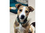 Adopt Lola a Mixed Breed (Medium) / Mixed dog in Madison, GA (38169230)