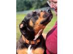 Adopt Blitz a Black - with Tan, Yellow or Fawn Rottweiler / Mixed dog in Detroit