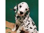 Dalmatian Friend