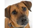 Adopt Toby a Brown/Chocolate Terrier (Unknown Type, Small) / Black Mouth Cur /