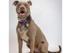Adopt Honor a Gray/Silver/Salt & Pepper - with Black Pit Bull Terrier / Mixed
