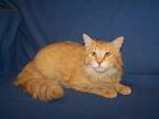 Adopt Rhodes a Orange or Red Tabby Domestic Mediumhair (medium coat) cat in