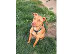 Adopt Tara a Red/Golden/Orange/Chestnut American Pit Bull Terrier / Mixed dog in