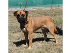 Adopt Buddy a Brown/Chocolate - with Black Boxer / Mixed dog in Parsons