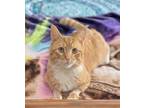 Adopt Collin a Orange or Red (Mostly) Domestic Shorthair (short coat) cat in