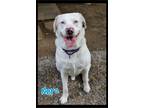 Adopt Nero a White - with Black Catahoula Leopard Dog / Mixed dog in