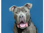Adopt Pyro a Gray/Blue/Silver/Salt & Pepper American Pit Bull Terrier / Mixed