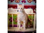 Adopt Simba a Orange or Red Domestic Shorthair / Domestic Shorthair / Mixed cat