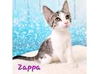 Adopt Zappa a Brown Tabby Domestic Shorthair (short coat) cat in Greensburg