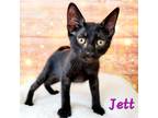 Adopt Jett a All Black Domestic Shorthair (short coat) cat in Greensburg