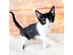 Adopt Daltrey a Black & White or Tuxedo Domestic Shorthair (short coat) cat in