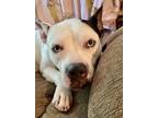 Adopt Cookie a White American Pit Bull Terrier / Mixed dog in Winfield