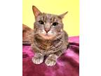 Adopt Moses a Gray or Blue Domestic Shorthair / Domestic Shorthair / Mixed cat