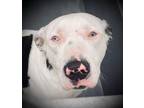 Adopt Jasper a White Catahoula Leopard Dog / Mixed dog in Daytona Beach