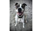 Adopt Zeus a White American Staffordshire Terrier / Mixed dog in Daytona Beach