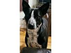 Adopt Jack a White Australian Cattle Dog / Mixed dog in Somerville