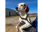 Adopt Rapha a Beagle